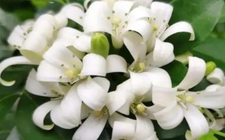 九里香如何養(yǎng)殖，養(yǎng)殖時應用排水性好的沙質(zhì)土
