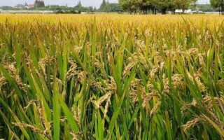 桃秀優(yōu)112水稻種子特點，每畝有效穗數(shù)23.1萬穗