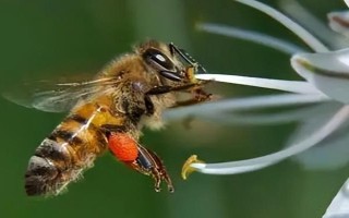 蜜蜂有幾種類型的蜂，分別是蜂王、工蜂和雄蜂