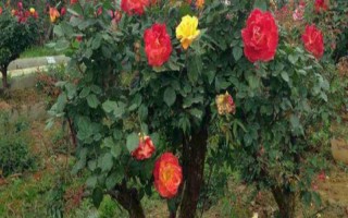 什么是山香木，是常見的小果薔薇