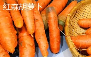 胡蘿卜的品種，品種較多各具特色