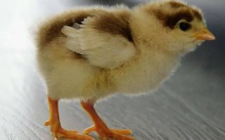 小雞能不能喝牛奶，飼喂牛奶容易拉稀