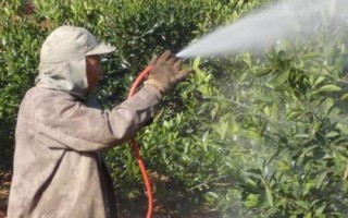 果樹根外追肥有哪些注意事項，要注意濃度和噴灑位置等