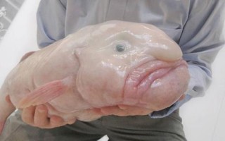 水滴魚能不能吃，本身并不適合食用