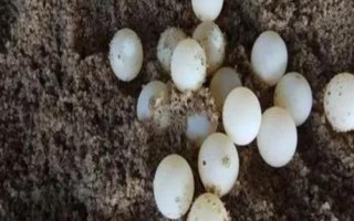 甲魚(yú)一次能產(chǎn)幾個(gè)蛋，通常為24-30個(gè)左右
