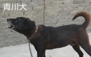 農(nóng)村適合養(yǎng)什么狗，根據(jù)需求和實(shí)用性來選擇