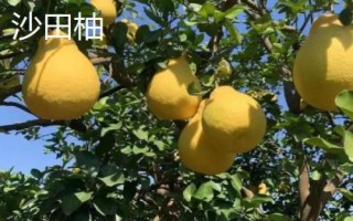 好吃的柚子品種推薦，各有特點(diǎn)