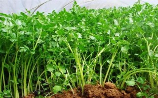 哪種蔬菜不能使用尿素，對(duì)芹菜使用尿素會(huì)降低品質(zhì)
