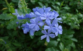 怎么修剪藍(lán)雪花，生長初期可進(jìn)行摘心和打頂