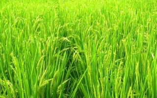 徽兩優(yōu)2036水稻種簡介，全生育期133.0天