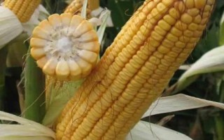 大天1039玉米品種的特性，兩年區(qū)試平均生育期133天