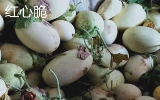 新疆阿勒泰地區(qū)的特產(chǎn)，喀納斯蜜瓜被譽為“阿山一絕”