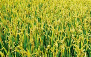 旱糯2號(hào)水稻品種簡(jiǎn)介，該品種屬粳糯型常規(guī)旱稻