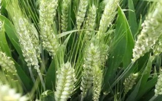 長麥6789小麥種子介紹，每畝適宜基本苗25萬