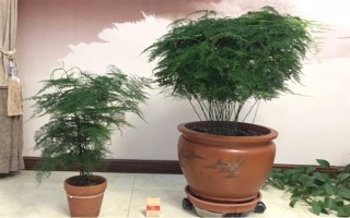 文竹長長藤的寓意，寓意著永恒