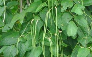 豆角歇伏的原因，高溫、干旱多雨等都會導(dǎo)致