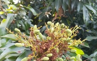 對(duì)果樹(shù)使用農(nóng)藥的原則，選擇正確的藥物才能起到防效
