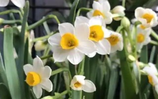 水仙花一直長高不開花的原因，可能是缺少光照或養(yǎng)分不足所致
