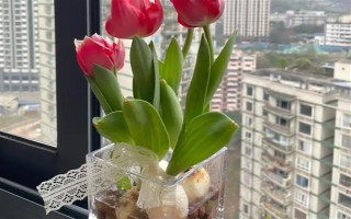 郁金香種一次就會(huì)死亡嗎，屬于多年生草本植物可以重復(fù)栽種