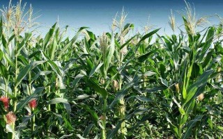 C9925玉米種子簡(jiǎn)介，適宜播種期4月下旬～5月上旬