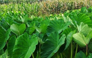 芋頭幾月份培土，每年6月份開始