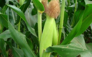 點(diǎn)谷1號（試驗(yàn)名稱：點(diǎn)谷1號）玉米種簡介，播種后及時(shí)覆土