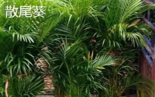 散尾葵和鳳尾竹的區(qū)別，形態(tài)和習(xí)性均不同