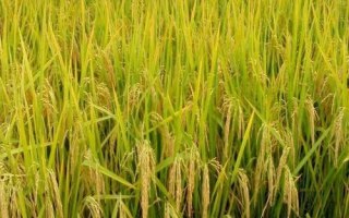 海豐黑稻3號水稻種子介紹，注意防治各種病蟲害
