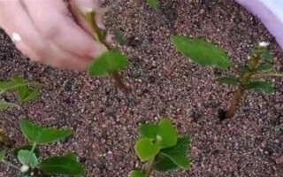 金銀花適合在哪里種植，適合種植在山坡灌叢或疏林中