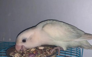 牡丹鸚鵡要喂沙子嗎，可以將沙子殺菌后喂食