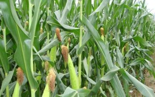 禾平601（利禾771）玉米種子特點，4月20日后播種