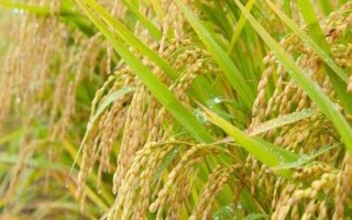 潢優(yōu)1523水稻種子簡介，特別注意防治白葉枯病