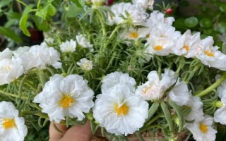 太陽花的花語，寓意向往光明、沉默的愛等