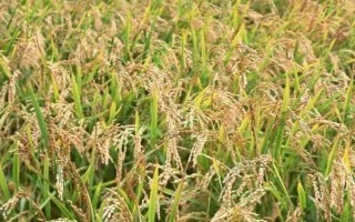 瀘優(yōu)727水稻種子介紹，綜合防治病蟲(chóng)害