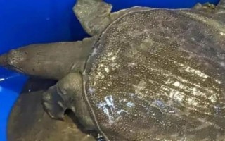 活甲魚冬天家里怎么養(yǎng)殖，魚缸里面用小石子鋪成斜坡并倒入沙子