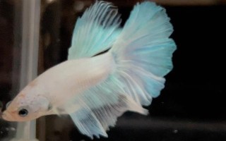 馬尾斗魚如何鑒別公母，公魚的魚鰭較大且長(zhǎng)、母魚的魚鰭較短小