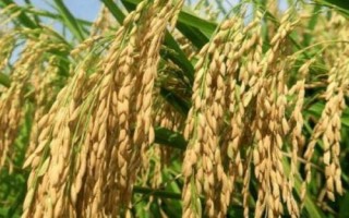 贛寧粳3號水稻種子介紹，栽插密度畝插1.8-2萬穴