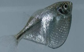 銀燕子燈魚好不好養(yǎng)，飼養(yǎng)難度比較低
