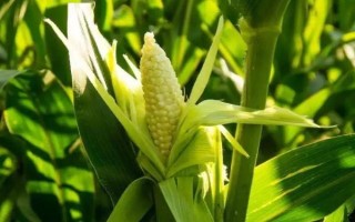 京單58玉米種子介紹，中抗大斑病和莖腐病