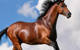 汗血寶馬介紹，其祖先是生長在戈壁地帶的野馬