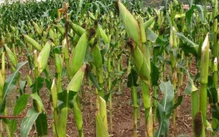 石玉10號(hào)玉米種子特征特性，中抗小斑病和大斑病