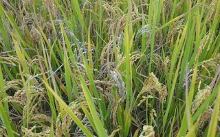 豐兩優(yōu)香一號水稻種子簡介，每畝有效穗數(shù)16.2萬穗