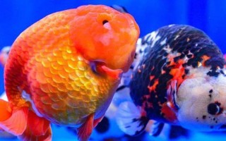金魚可以與哪些魚類混養(yǎng)，可與與孔雀魚、燈魚、月光魚等混養(yǎng)