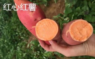 六鰲紅蜜薯的產(chǎn)地，福建省漳浦縣主產(chǎn)