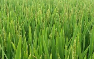 春兩優(yōu)粵禾絲苗水稻品種簡(jiǎn)介，每畝有效穗數(shù)15.2萬(wàn)穗