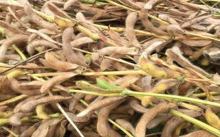蘇豆12大豆種子特征特性，淮北中熟夏大豆品種