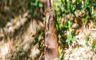 竹筍什么時(shí)候長出來，不同品種的竹子發(fā)筍時(shí)間不一樣