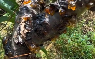 春雷霉素能防治稻瘟病嗎，對苗瘟和葉瘟的防治效果都不錯(cuò)