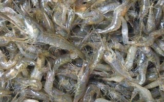 青蝦和魚(yú)怎么混養(yǎng)，長(zhǎng)成小蝦才能投放鰱、鳙等魚(yú)種