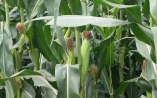 DF1808玉米種簡介，適宜播期4月下旬至5月上旬